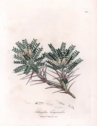 Marselha Astragalus ou almofada da mãe - ervilhaca de leite espinho de cabra, Astragalus tragacantha. Gravura em chapa de cobre colorida à mão a partir de uma ilustração botânica de James Sowerby de William Woodville e Sir William Jackson Hooker