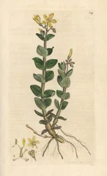 Erva de São João, Hypericum elodes (Erva de São João) Gravura em chapa de cobre colorida à mão depois de uma ilustração de James Sowerby da Botânica Inglesa de James Smith, Londres