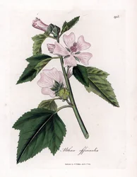 Marshmallow officinale ou marshmallow púrpura selvagem ou branco, Althaea officinalis. Gravura em chapa de cobre colorida à mão a partir de uma ilustração botânica de James Sowerby de William Woodville e Sir William Jackson Hooker