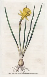 Trompete Medusa - Litografia de James Sowerby (1757-1822), da Revista Botânica de William Curtis (1746-1799)