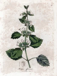 Melisse officinale ou melisse lemongrass - Bálsamo comum, Melissa officinalis. Gravura em chapa de cobre colorida à mão a partir de uma ilustração botânica de James Sowerby de William Woodville e Sir William Jackson Hooker