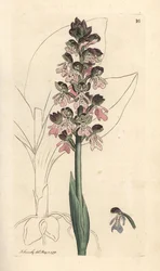 Military Orchis, Orchis militaris (Orchis warrior) Gravação em chapa de cobre colorida à mão depois de uma ilustração de James Sowerby da Botânica Inglesa de James Smith, Londres