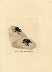 Escaravelho Minotauro, Typhaeus typhoeus (Scarabaeus pumilus). Gravura em chapa de cobre colorida à mão por James Sowerby de The British Miscellany, ou figuras coloridas de novos, raros, ou pouco conhecidos sujeitos animais.