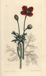 Papoila mestiça ou papoila de cabeça redonda, Papaver hybridum. Gravura em chapa de cobre colorida à mão depois de uma ilustração de James Sowerby, de James Smith