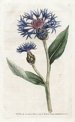 Mountain Centauree ou Perennial Blueberry - Litografia de James Sowerby (1757-1822), da Revista Botânica de William Curtis (1746-1799)