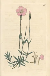 Rosa da montanha, Dianthus caesius. Gravura em chapa de cobre colorida à mão depois de uma ilustração de James Sowerby, de James Smith