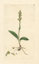 Orquídea almiscareira, Herminium monorchis (Musk orchis, Ophrys monorchis). Gravura em chapa de cobre colorida à mão depois de uma ilustração de James Sowerby, de James Smith