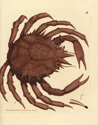 Caranguejo rei da Noruega ou caranguejo de pedra do norte, Lithodes maja. Gravura em chapa de cobre colorida à mão por James Sowerby de The British Miscellany, ou figuras coloridas de novos, raros, ou pouco conhecidos súbditos animais.