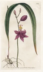 Orquídea: tubérculo de calopogão - Litografia de James Sowerby (1757-1822), da revista Botânica de William Curtis (1746-1799)