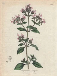 Orégãos. Gravura em cobre colorido à mão a partir de um desenho de James Sowerby (1757-1822), em Botanique Medicinale