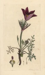 Pasqueflower, Anemone pulsatilla (pulsatille) Gravação em chapa de cobre colorida à mão depois de uma ilustração de James Sowerby da revista inglesa Botany de James Smith, Londres