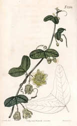Passiflora biflora (Passiflora biflora biflora, Passiflora lunata). Gravura em chapa de cobre colorida à mão por Weddell, após uma ilustração de James Sowerby da "Botanical Magazine" de Samuel Curtis, Londres