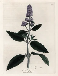 Hortelã-pimenta. Gravura em cobre colorido à mão a partir de um desenho de James Sowerby (1757-1822), em Botanique Medicinale
