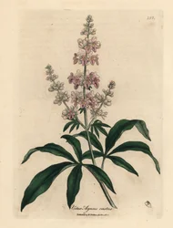 Árvore casta cor-de-rosa florida, Vitex agnus castus