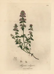 Tomilho de jardim rosa florido, Thymus vulgaris