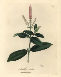 Hortelã cor-de-rosa florida, Mentha viridis