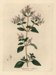 Manjerona selvagem cor-de-rosa florida, Origanum vulgare