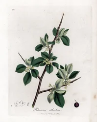 Espinheiro purgativo ou catártico - Espinheiro purgativo, Rhamnus catharticus. Gravura em chapa de cobre colorida à mão a partir de uma ilustração botânica de James Sowerby de William Woodville e Sir William Jackson Hooker