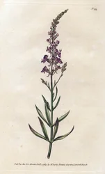 Linar roxo - Litografia de James Sowerby (1757-1822), da revista Botanical de William Curtis (1746-1799)