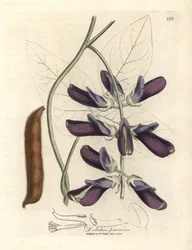 Dolichos pruriens, Dolichos pruriens, dolichos de flor púrpura