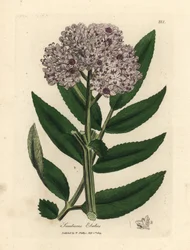 Anão anão de flor púrpura, Sambucus ebulus