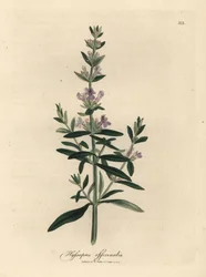 Hyssop florido roxo, Hyssopus officinalis