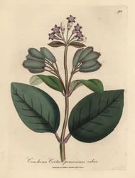Árvore de casca de árvore peruana vermelha florida roxa, Cinchona córtex peruvianus ruber