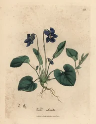 Violeta violeta doce florida púrpura, Viola odorata