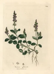 Veronica com flor púrpura, Veronica officinalis