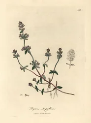 Tomilho selvagem com floração roxa, Thymus serpyllum