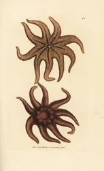Estrela solar púrpura, Solaster endeca (Estrela-do-mar de nove raios, Asterias endeca). Gravura em chapa de cobre colorida à mão por James Sowerby de The British Miscellany, ou figuras coloridas de novos, raros ou pouco conhecidos súbditos animais.