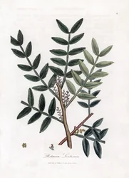 Putty tree ou lentiscus pistachio - Putty tree, Pistacia lentiscus. Gravura em chapa de cobre colorida à mão a partir de uma ilustração botânica de James Sowerby de William Woodville e Sir William Jackson Hooker