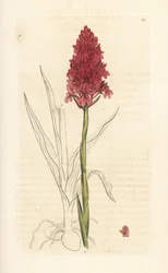 Orquídea em pirâmide, Anacamptis pyramidalis (Orquídea em pirâmide, Orchis pyramidalis). Gravura em chapa de cobre colorida à mão depois de uma ilustração de James Sowerby, de James Smith