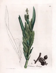 Palma de Rattan - Cana Rotang, Calamus rotang. Gravura em chapa de cobre colorida à mão a partir de uma ilustração botânica de James Sowerby de William Woodville e Sir William Jackson Hooker