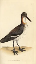 Falarope de pescoço vermelho, Phalaropus lobatus (Phalaropus hyperboreus). Gravura em chapa de cobre colorida à mão por James Sowerby de The British Miscellany, ou figuras coloridas de novos, raros, ou pouco conhecidos sujeitos animais.