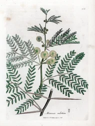 Goma vermelha - Goma arábica, Acacia nilotica. Gravura em chapa de cobre colorida à mão a partir de uma ilustração botânica de James Sowerby de William Woodville e Sir William Jackson Hooker