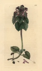 Deadnettle vermelho, Lamium purpureum Gravura em chapa de cobre colorida à mão depois de um desenho de James Sowerby para James Smith