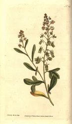 Reseda odorante - reseda ou mignonette com cheiro doce, Reseda odorata. Gravura e ilustração botânica de James Sowerby de The Botanical Magazine de William Curtis, Lambeth Marsh, Londres