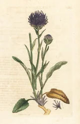 Ravião de cabeça redonda, Phyteuma orbiculare (Phyteuma orbicularis) (Orbicular Rapunzel) Gravura em chapa de cobre colorida à mão depois de uma ilustração de James Sowerby da revista inglesa Botany de James Smith, Londres