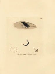 Rove beetle, Velleius dilatatus (Staphylinus serrilhado, Staphylinus concolor). Gravura em chapa de cobre colorida à mão por James Sowerby de The British Miscellany, ou figuras coloridas de novos, raros ou pouco conhecidos súbditos animais.