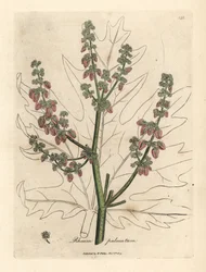 Flores e talo de rubarbo, contorno de folhas, Rheum palmatum