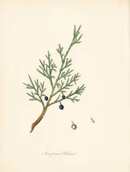 Sabine zimbro - Cerrado comum ou zimbro savina, Juniperus sabina. Extraído de uma ilustração de James Sowerby de William Woodville e de Sir William Jackson Hooker, "Medical Botany". Zincógrafo colorido à mão por C. Chabot, desenhado por Miss M. A. Burnett 