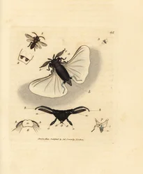Parasita das abelhas da areia, Stylops melittae. Gravura em chapa de cobre colorida à mão por James Sowerby de The British Miscellany, ou figuras coloridas de novos, raros, ou pouco conhecidos sujeitos animais.