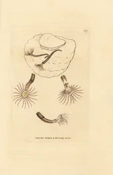 Vermes da areia com apalpadores carmesim, Amphitrite rosea. Gravura em chapa de cobre colorida à mão por James Sowerby de The British Miscellany, ou figuras coloridas de novos, raros, ou pouco conhecidos sujeitos animais.
