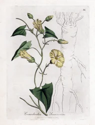 Scamonee - Scammony bindweed, Convolvulus scammonia. Gravura em chapa de cobre colorida à mão a partir de uma ilustração botânica de James Sowerby de William Woodville e Sir William Jackson Hooker