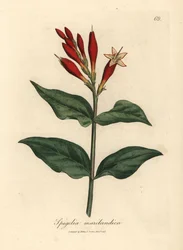 Flor de escarlate rosa indiano, Spigelia marilandica