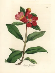 Romãzeira escarlate florida, Punica granatum