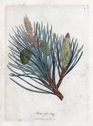 Pinheiro escocês - pinheiro escocês ou pinheiro escocês, Pinus sylvestris. Gravura em chapa de cobre colorida à mão a partir de uma ilustração botânica de James Sowerby de William Woodville e Sir William Jackson Hooker