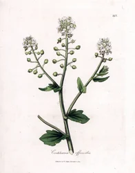 Scurvygrass, Cochlearia officinalis. Gravura em chapa de cobre colorida à mão a partir de uma ilustração botânica de James Sowerby de William Woodville e Sir William Jackson Hooker