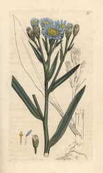 Sea aster, Tripolium pannonicum subsp. tripolium (Sea starwort, Aster tripolium) (Aster maritime) Gravação em chapa de cobre colorida à mão depois de uma ilustração de James Sowerby de James Smith